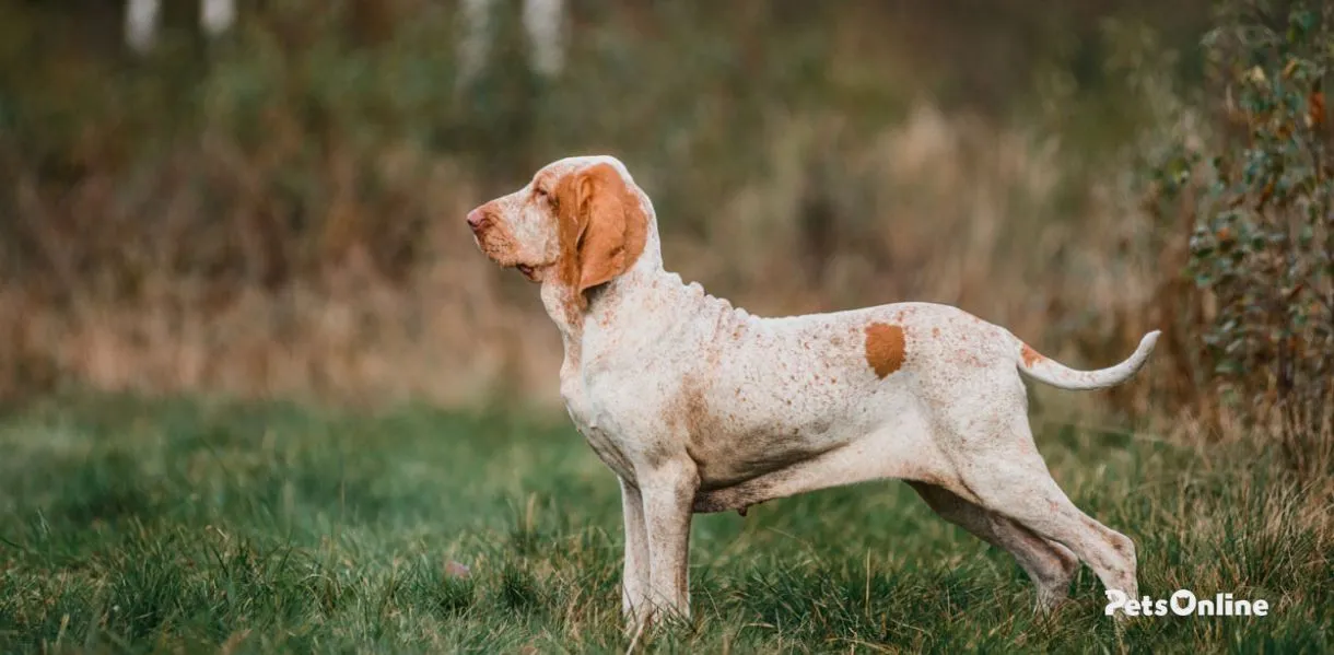 bracco italiano dog breed photo 2