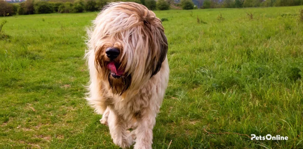 briard dog breed photo 8