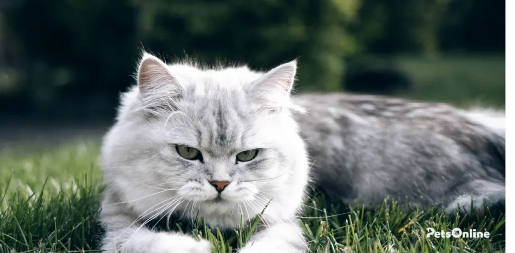 british longhair cat breed photo 7