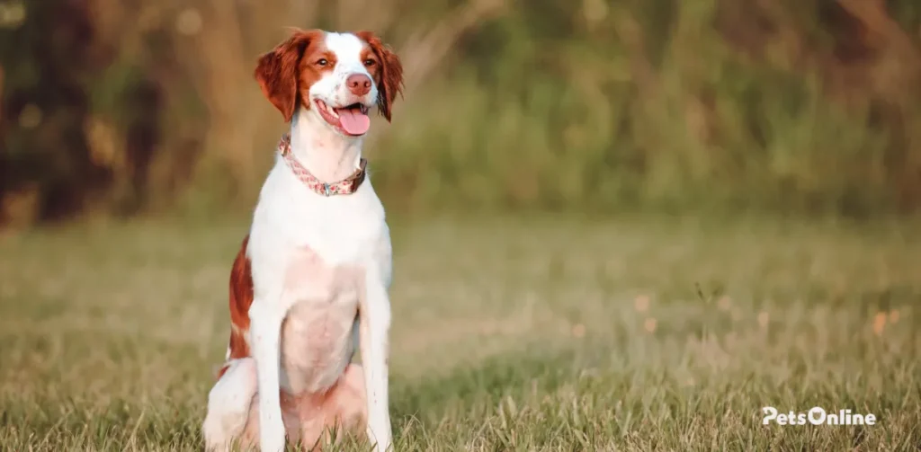 brittany dog breed photo 1