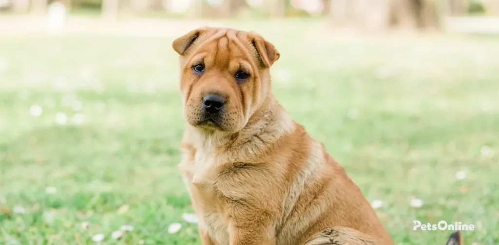 bull-pei dog breed photo 4