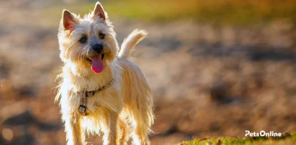 cairn terrier dog breed photo 7