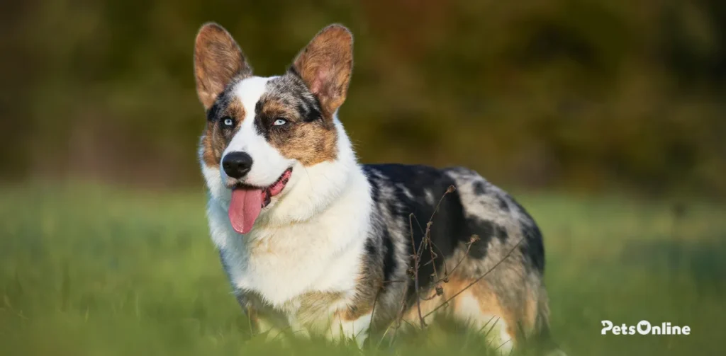 cardigan welsh corgi dog breed photo 1