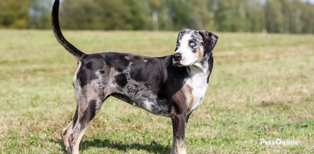 catahoula leopard dog breed photo 2