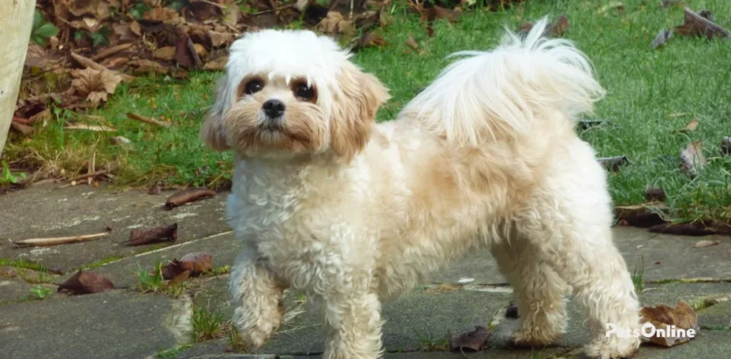 cavachon dog breed photo 2