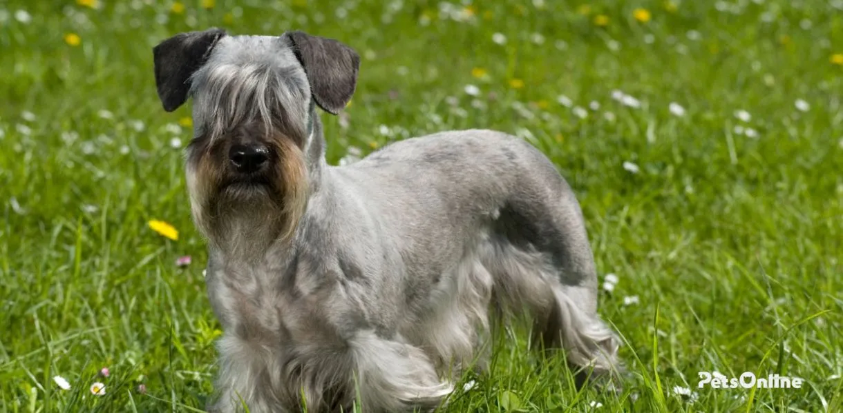 cesky terrier dog breed photo 1