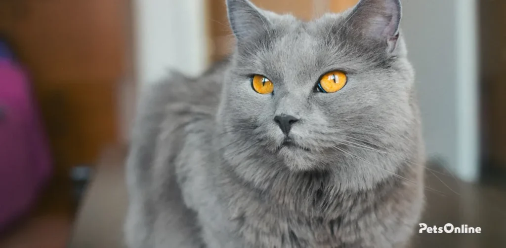 chartreux cat breed photo 5