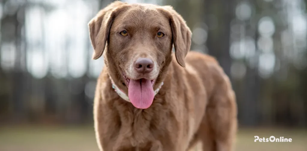 chesapeake bay retriever breed photo 1