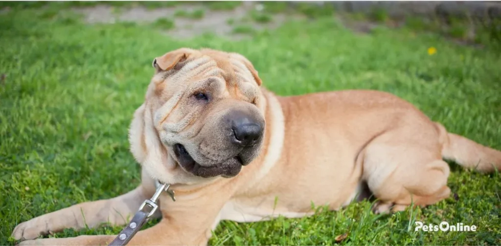 chinese shar-pei breed photo 2