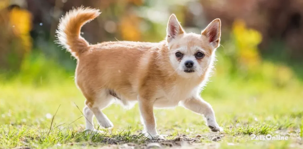 chorkie dog breed photo 1