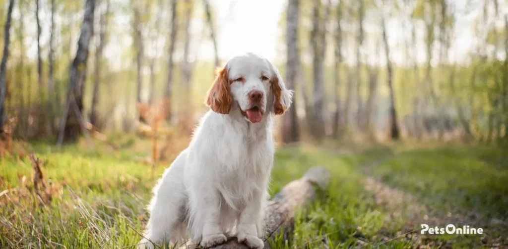 clumber spaniel dog breed photo 3