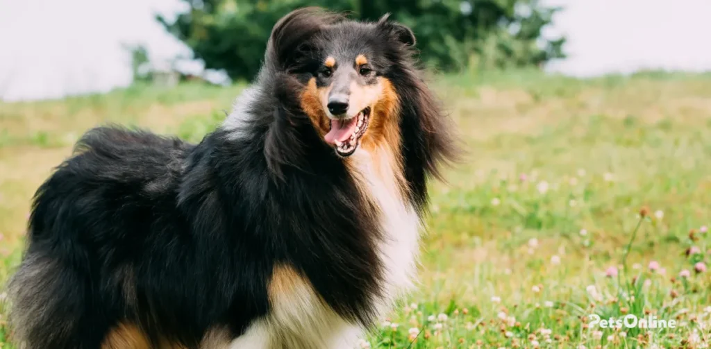 collie dog breed photo 6