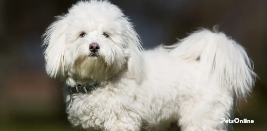 coton de tulear dog breed photo 2