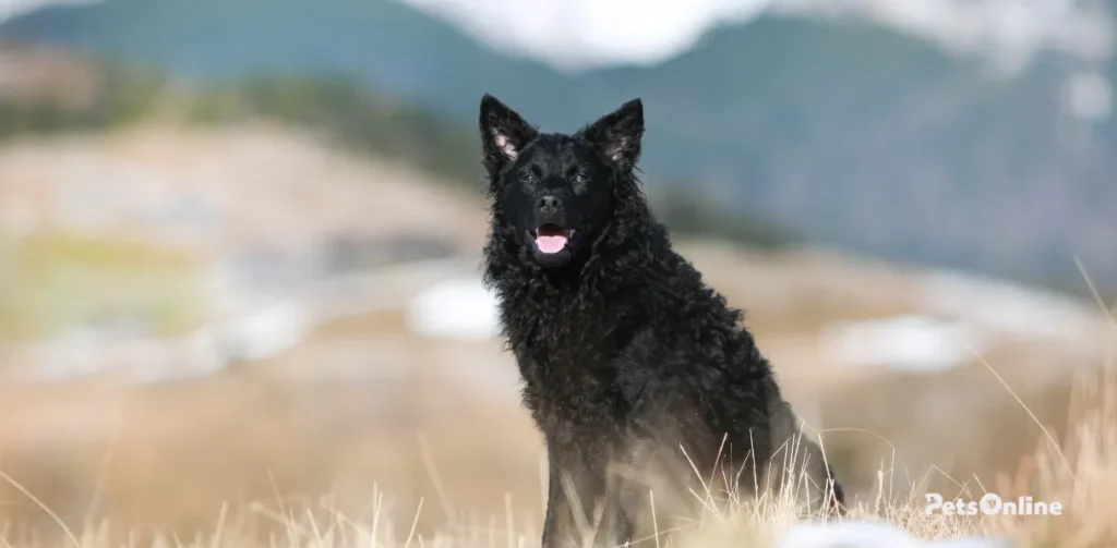 croatian sheepdog dog breed photo 4