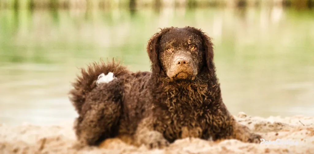 curly-coated retriever dog breed photo 8