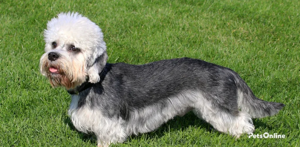 dandie dinmont dog breed banner 1