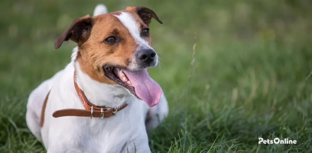 danish-swedish farmdog dog breed photo