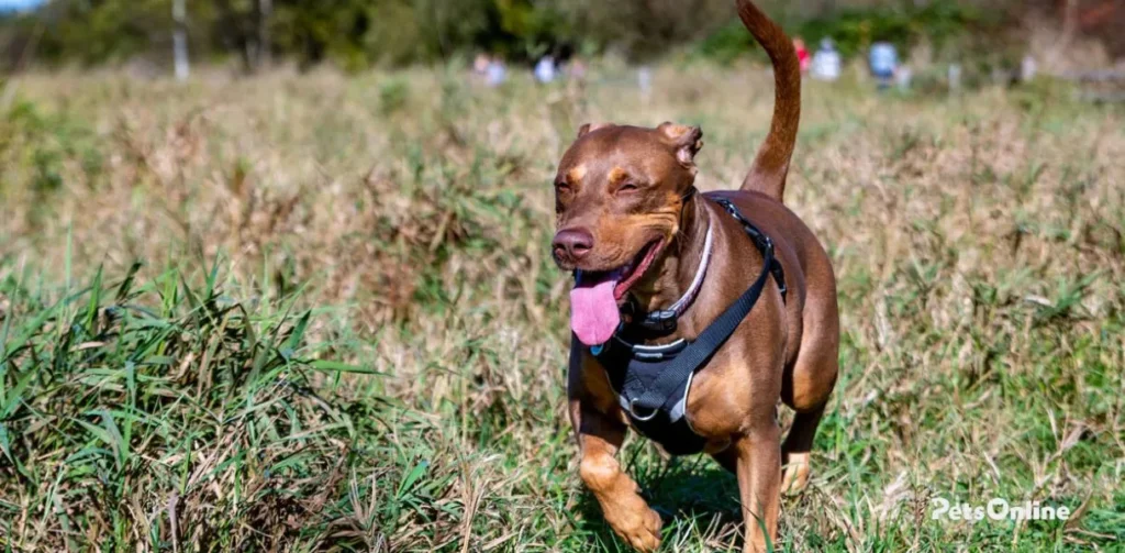 doberdor dog breed photo 2