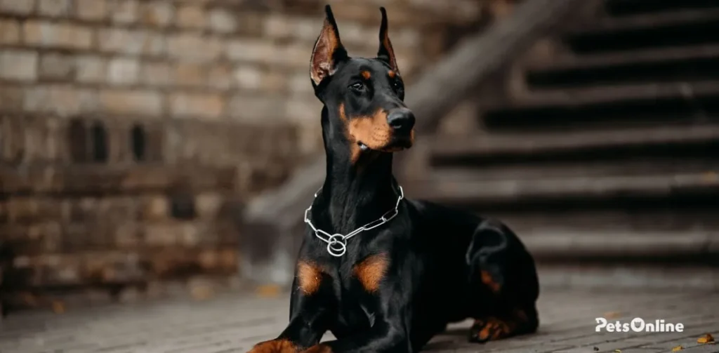 doberman pinscher dog breed photo 2