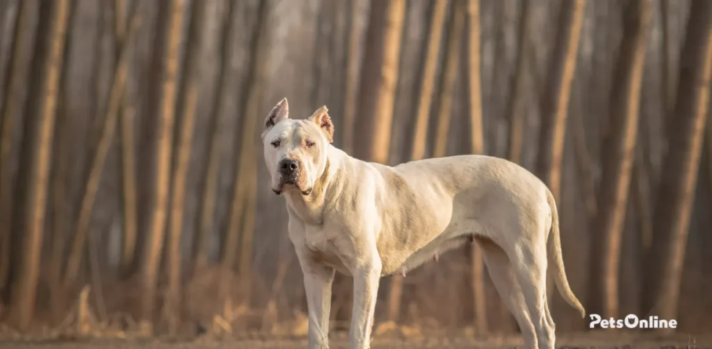 dogo argentino dog breed photo 1