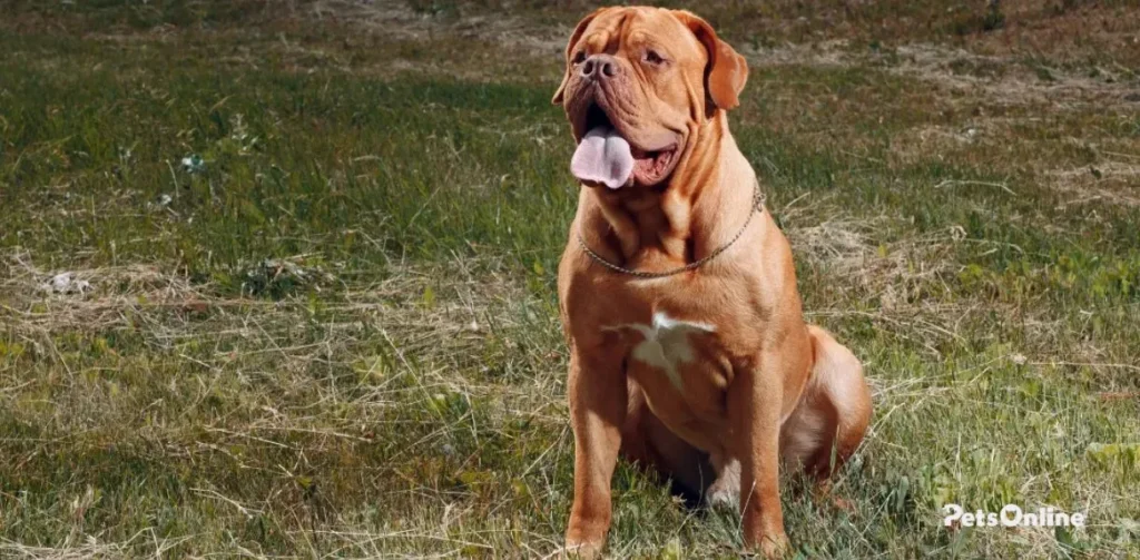 dogue de bordeaux dog breed photo 3