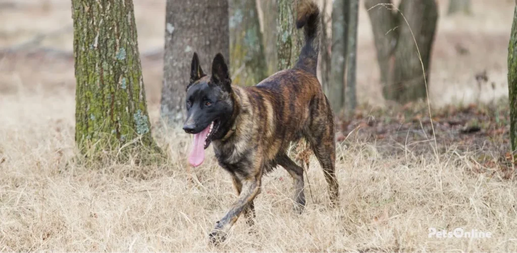 dutch shepherd dog breed photo 4