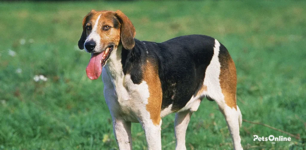 english foxhound dog breed photo 1