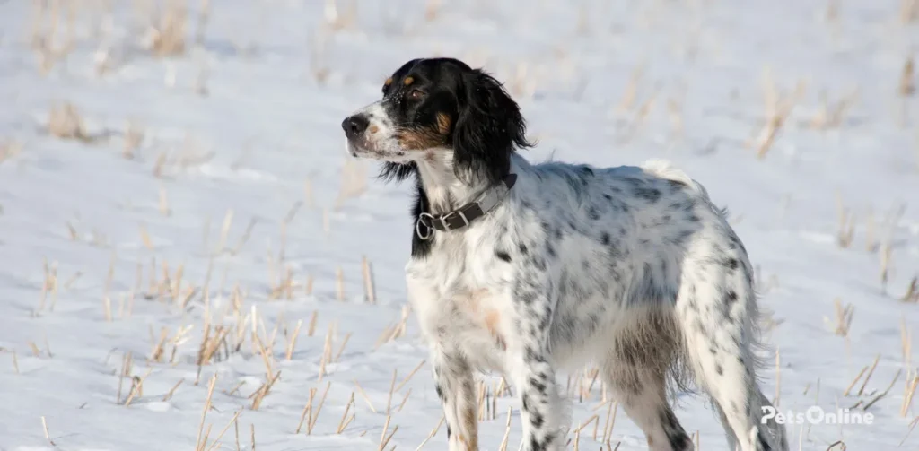 english setter dog breed photo 8