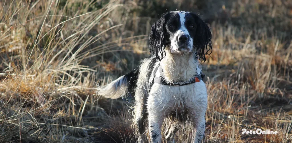 english springer spaniel dog breed photo 8