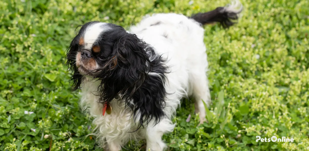 english toy spaniel dog breed photo 1