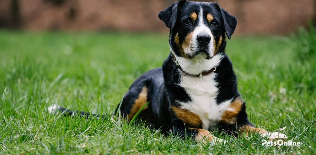 entlebucher mountain dog breed photo 6