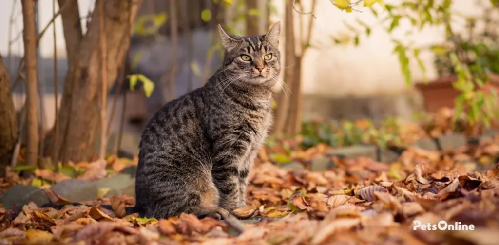 european shorthair cat breed photo 1