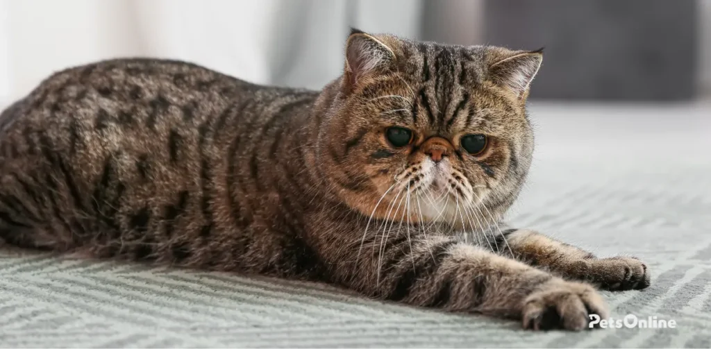 exotic shorthair cat breed photo 4