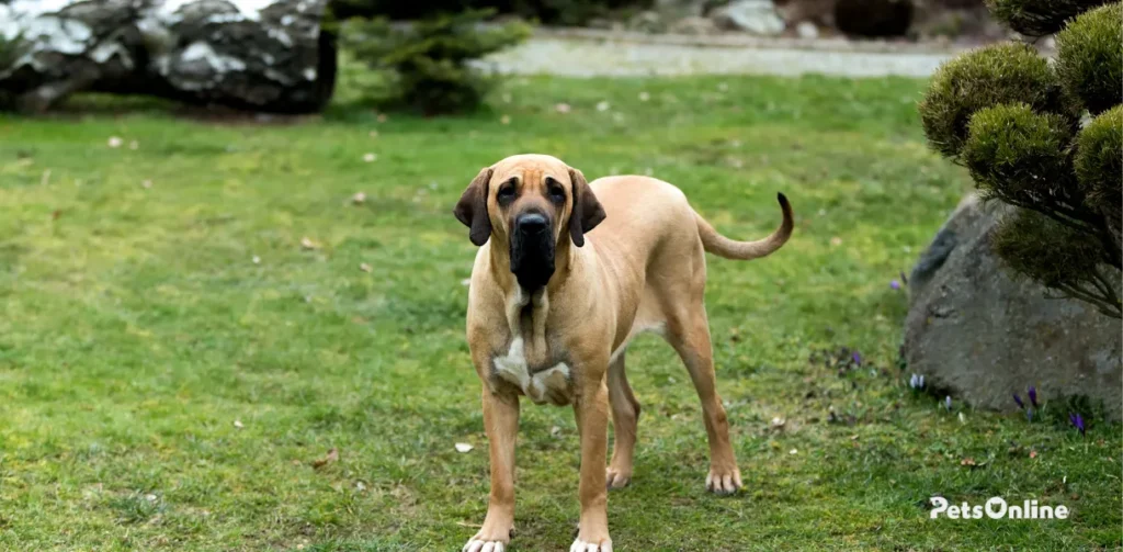 fila brasileiro dog breed photo 2