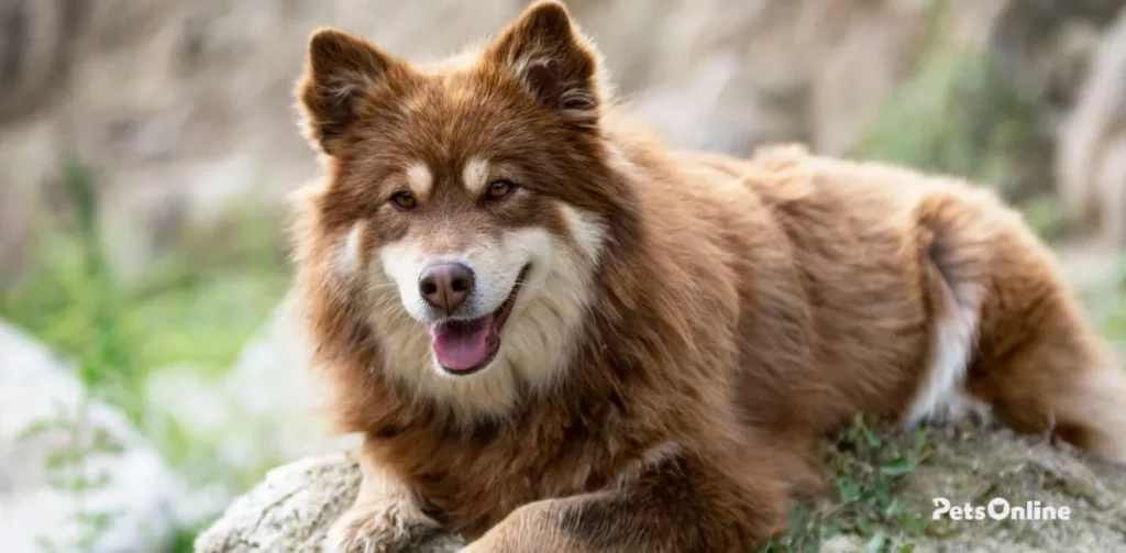 finnish lapphund dog breed photo 3