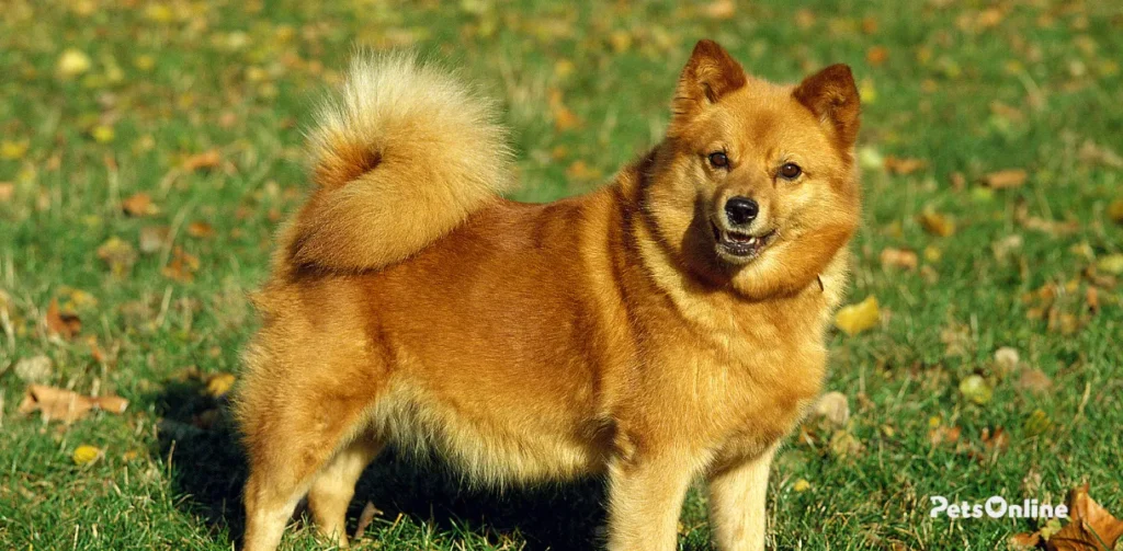 finnish spitz dog breed photo 6