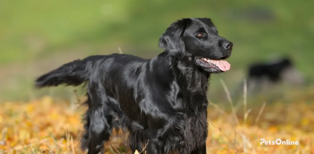 flat coated retriever dog breed photo 3