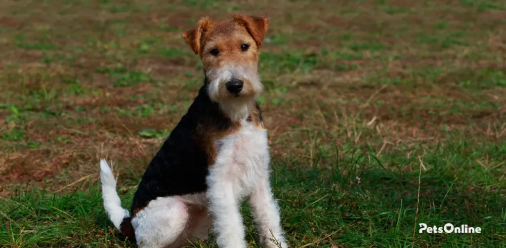 fox terrier dog breed photo 7