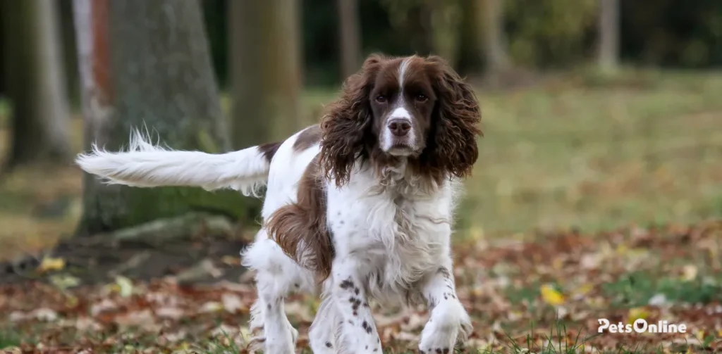 french spaniel dog breed photo 3