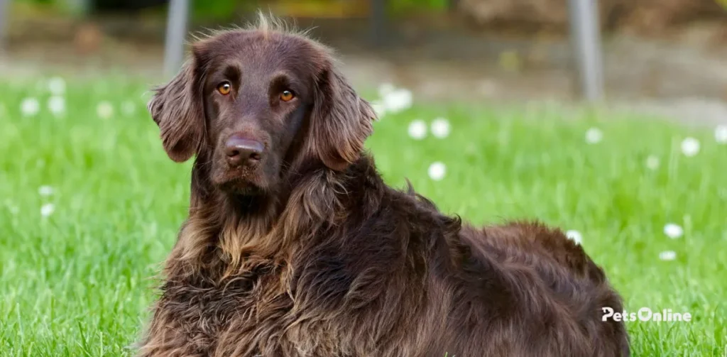 german longhaired pointer dog breed photo 4