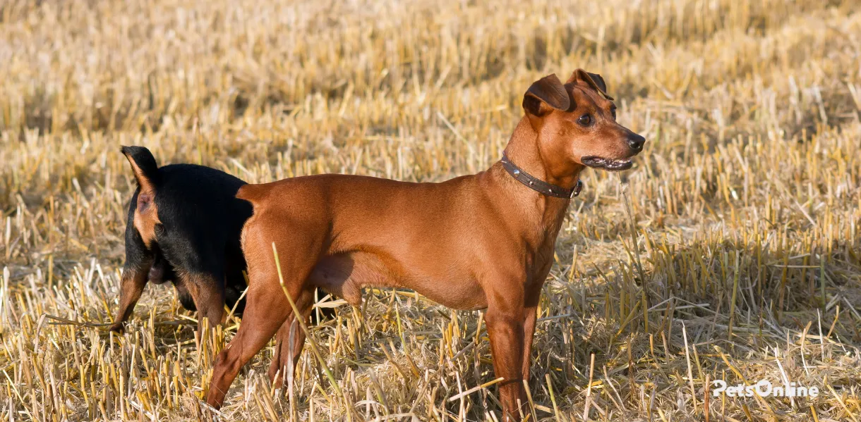 German Pinscher Dog Breed Information Pets Online