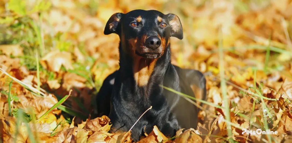 german pinscher dog breed photo 6