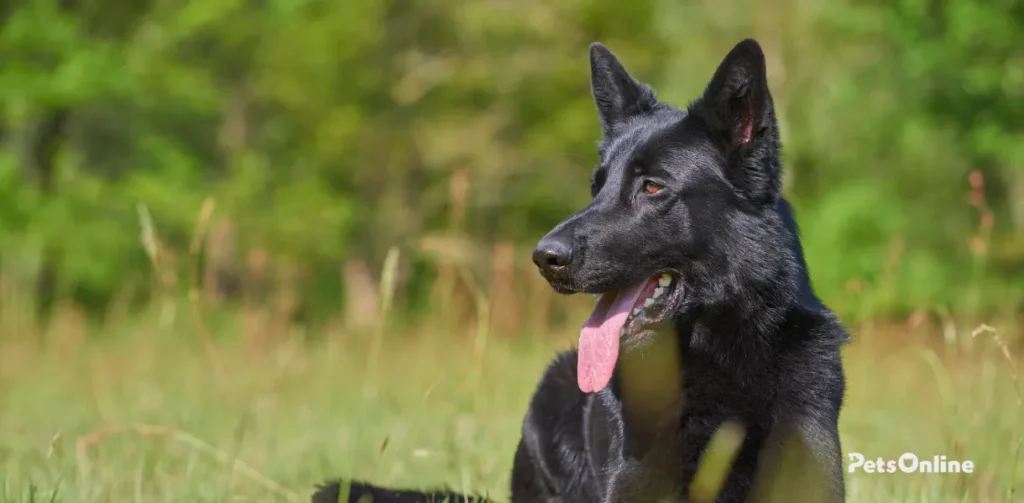 german sheprador dog breed photo 2