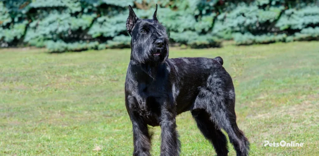 giant schnauzer dog breed photo 7