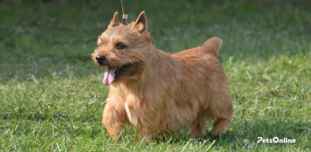 glen of imaal terrier dog breed photo 2