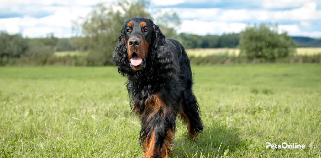 gordon setter dog breed photo 4