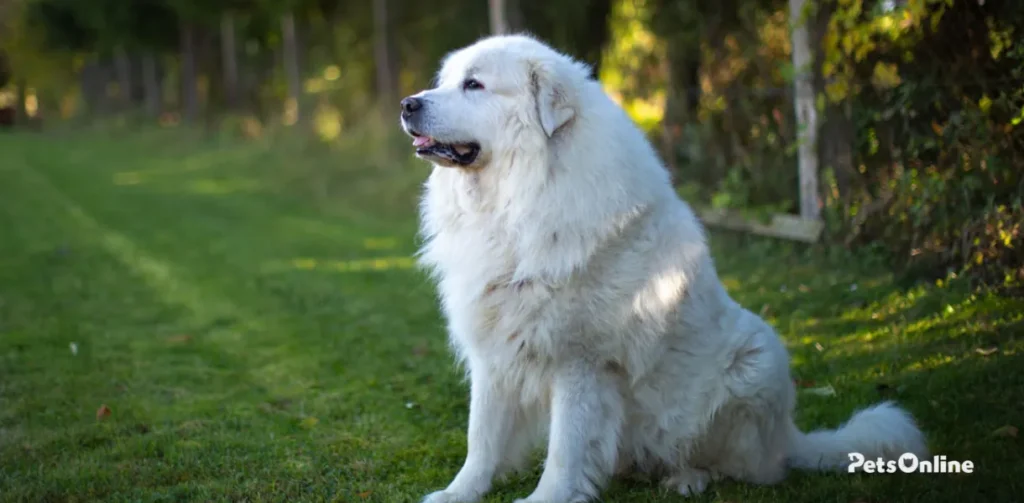 great pyrenees dog breed photo 4