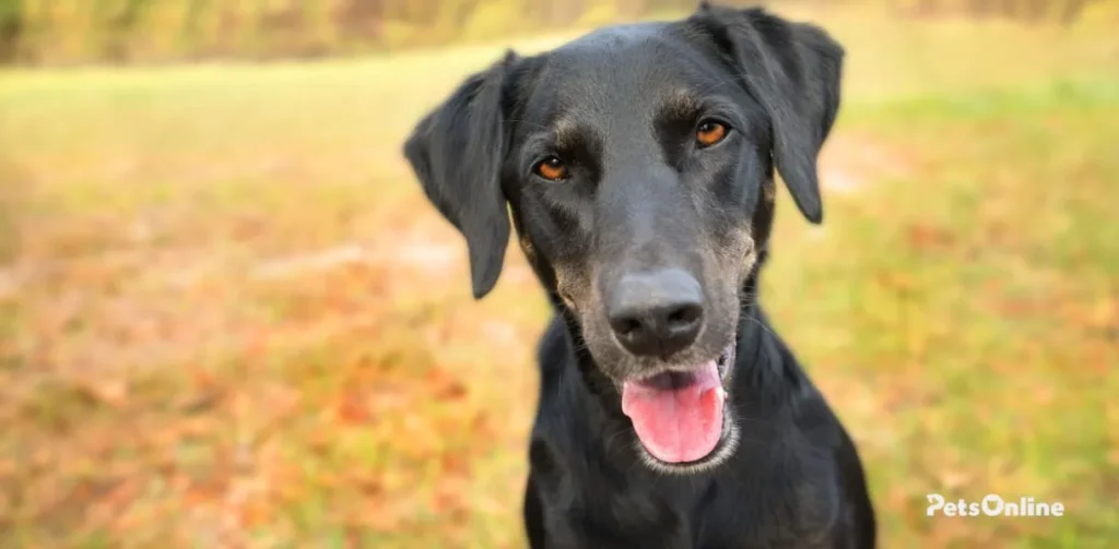 greyador dog breed photo 3