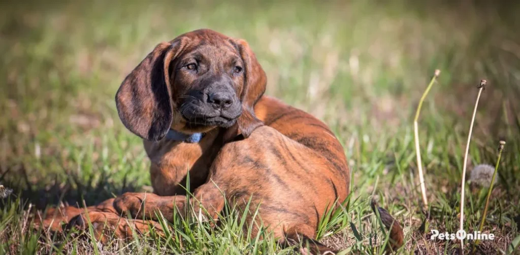 hanoverian scenthound dog breed photo 4