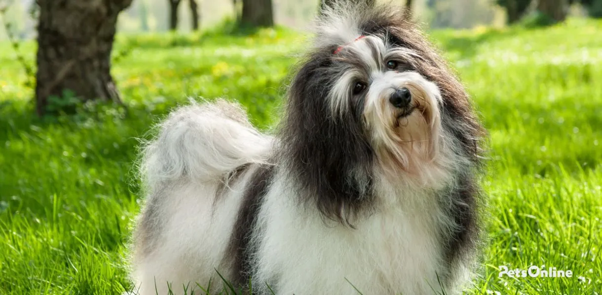 havanese dog breed photo 1